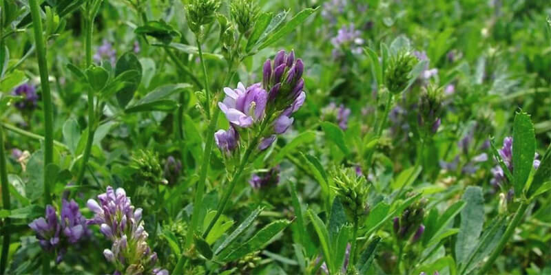 Ценная культура: возделывание люцерны — ASM-AGRO